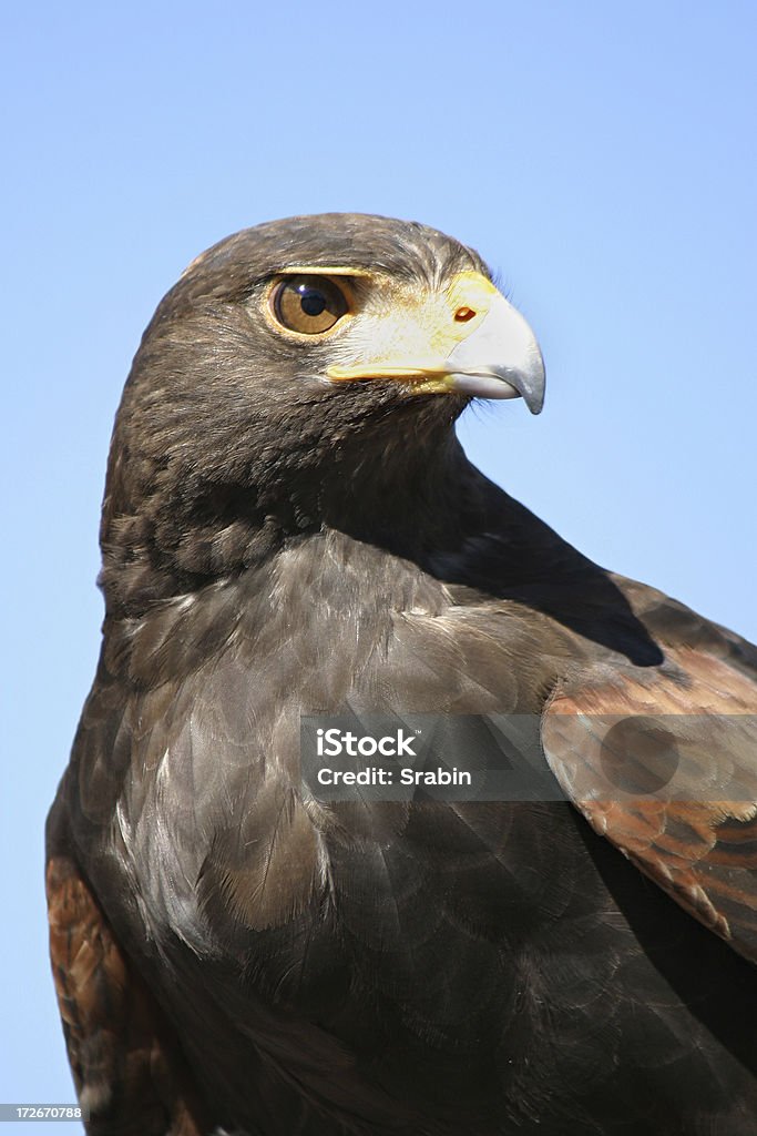 Die Staré - Lizenzfrei Anstrengung Stock-Foto