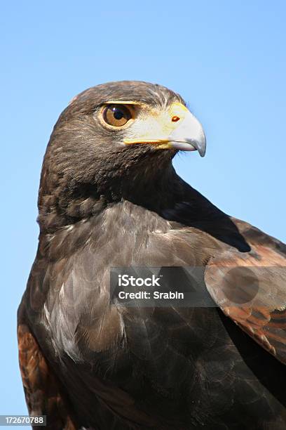 Die Staré Stockfoto und mehr Bilder von Anstrengung - Anstrengung, Blau, Blauer Hintergrund