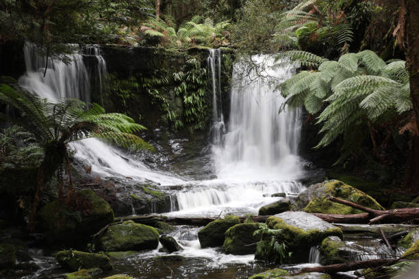 마운트 필드 국립공원(mt field national park)의 호스슈 폭포(horseshoe falls), 태즈매니아 - rainforest australia river waterfall 뉴스 사진 이미지