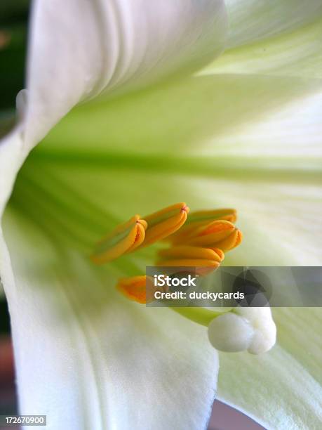 Lirio De Pascua Foto de stock y más banco de imágenes de Belleza - Belleza, Belleza de la naturaleza, Blanco - Color