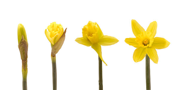 istock Awakening of Spring 172670999