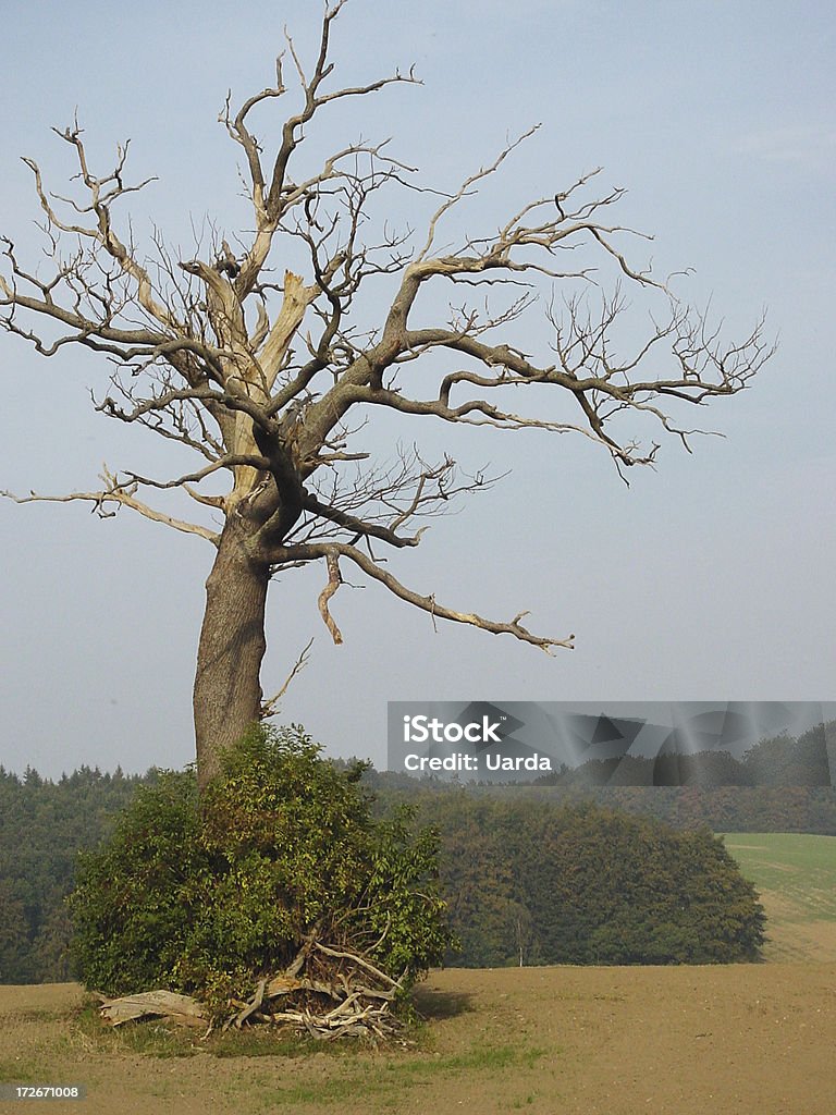 Toter Baum 2 - Lizenzfrei Abgestorbene Pflanze Stock-Foto