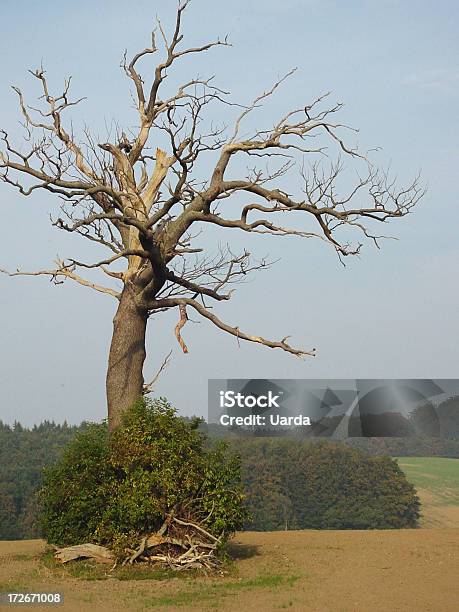 Martwe Drzewo 2 - zdjęcia stockowe i więcej obrazów Bez ludzi - Bez ludzi, Drzewo, Fotografika