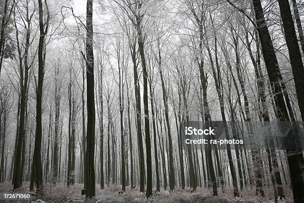 Photo libre de droit de Forêt Dhiver banque d'images et plus d'images libres de droit de Arbre - Arbre, Bois, Brouillard