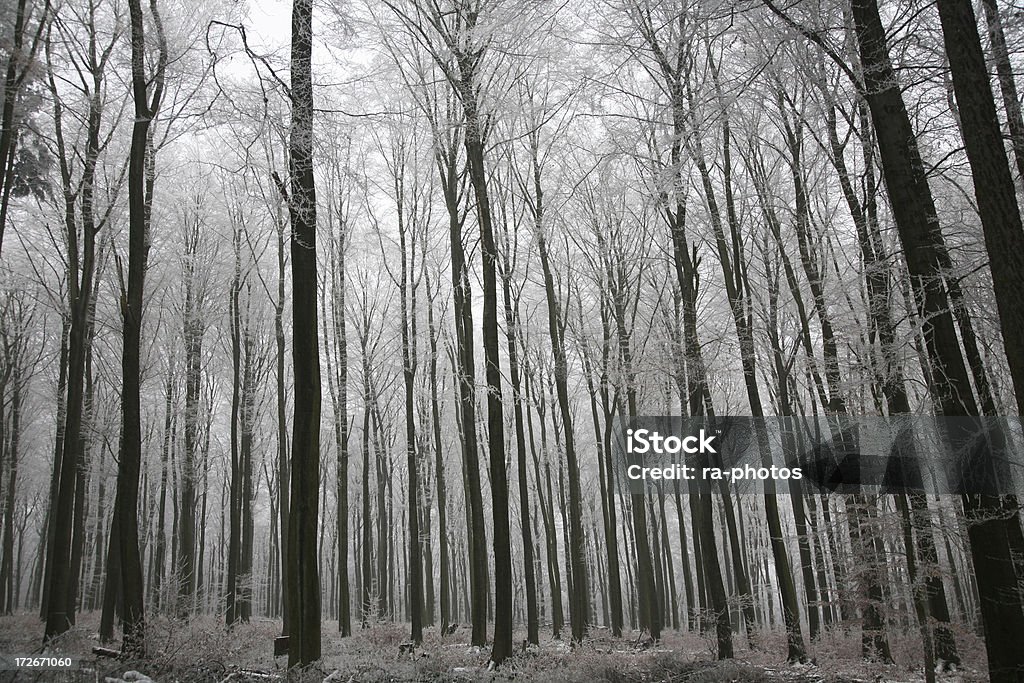 冬の森 - かすみのロイヤリティフリーストックフォト