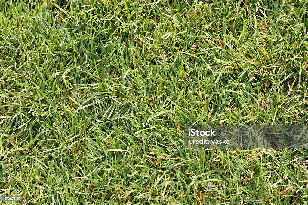 Texture de l'herbe au coucher du soleil -02 - Photo de Arroser libre de droits