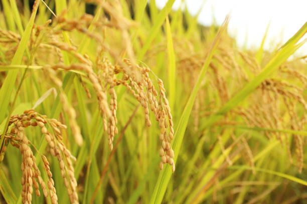 istock Plump ears of rice 1726712435
