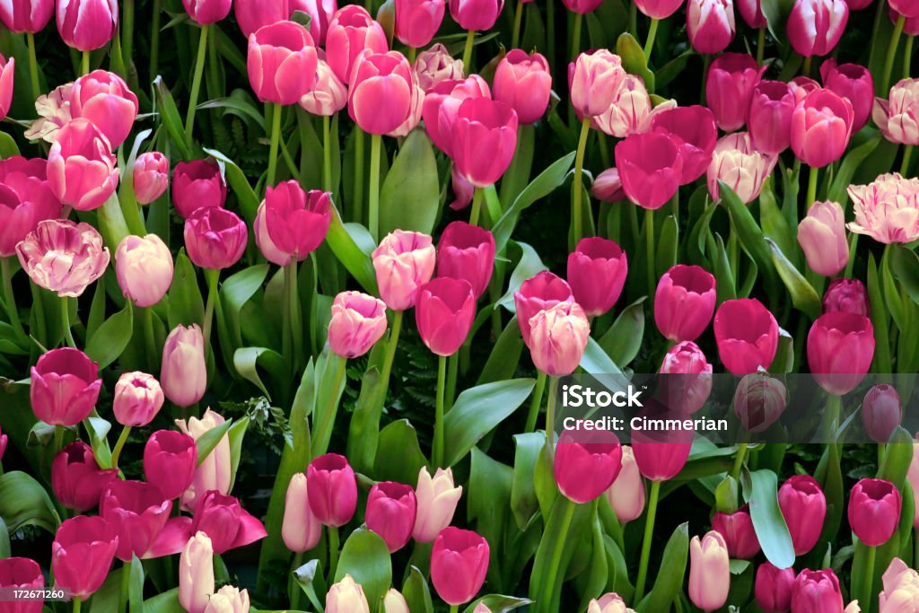 Tulipanes de belleza - Foto de stock de Abundancia libre de derechos