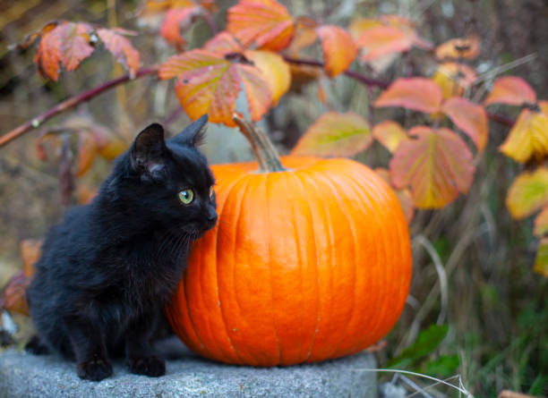Black young cat and pumpkins on straw in a barn, Halloween