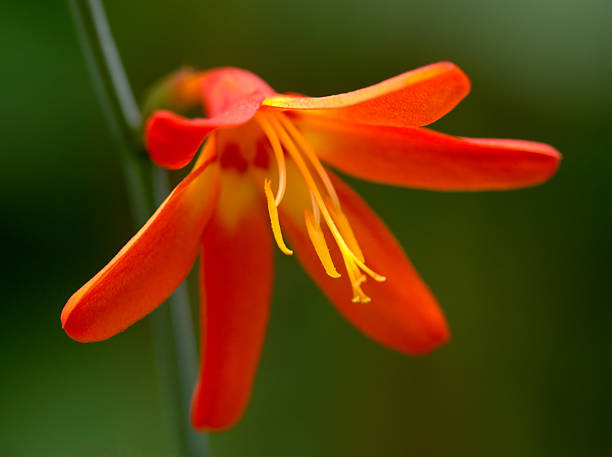 Crocosmia flower macro Crocosmia flower macroPlease see some similar pictures from my portfolio: crocosmia stock pictures, royalty-free photos & images