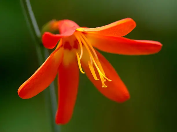 Crocosmia flower macroPlease see some similar pictures from my portfolio: