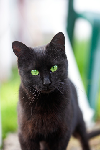Close-up portrait of black cat.