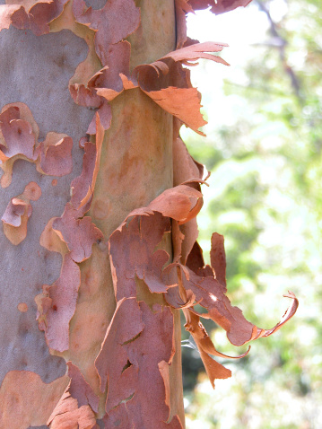 Closeup of gum tree bark