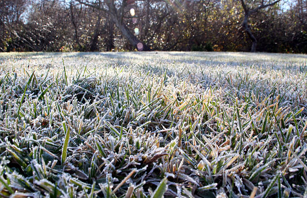 Frosty Lawn "low angle of frosted grass, intentional flare to emphasize sun on  frost" frost stock pictures, royalty-free photos & images