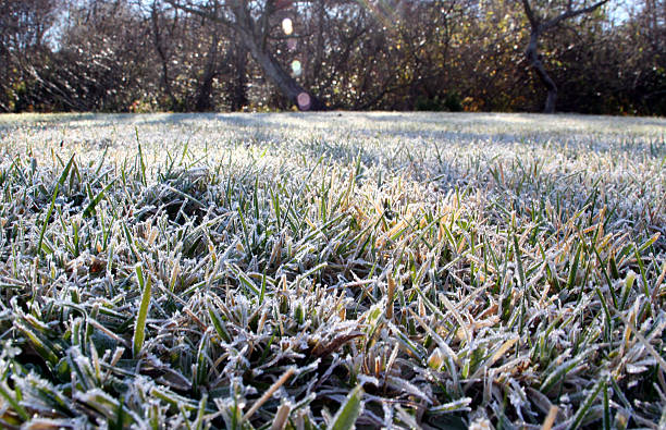 frosty gramado - cristal de gelo - fotografias e filmes do acervo