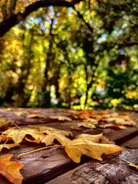 istock Fallen Maple Leaves on Picnic Table Public Park in Mountain Landscape 1726719867