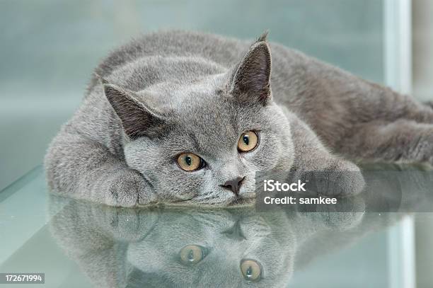 Kot Odbicie - zdjęcia stockowe i więcej obrazów Bez ludzi - Bez ludzi, Fajny, Fotografika
