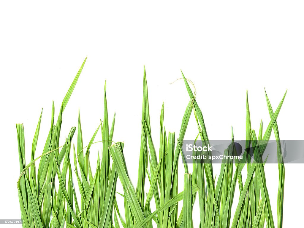 さわやかな春の芝生 - カットアウトのロイヤリティフリーストックフォト