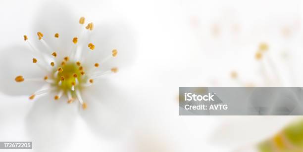 Sfondo Floreale Bianco - Fotografie stock e altre immagini di Astratto - Astratto, Bellezza, Bellezza naturale