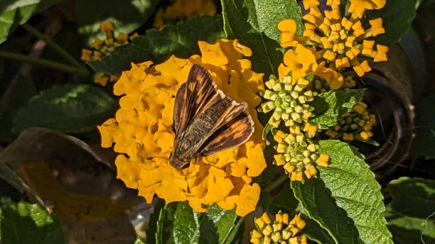 istock A Moth and the Flower 1726722435