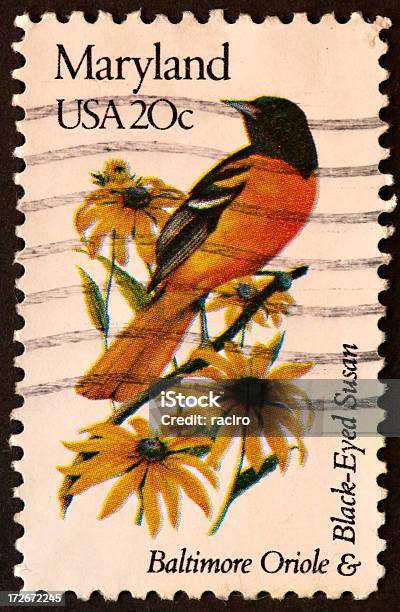 Oriolo Maryland E Rudbeckia Stamp - Fotografie stock e altre immagini di Rudbeckia - Rudbeckia, Maryland - Stato, Fiore