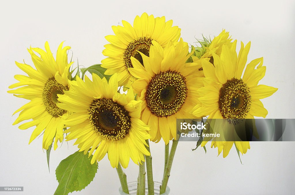 sunflowers - Royalty-free Amarelo Foto de stock