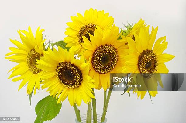 Sunflowers - Fotografias de stock e mais imagens de Amarelo - Amarelo, Beleza, Beleza natural