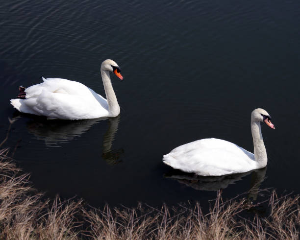 Deux cygnes - Photo