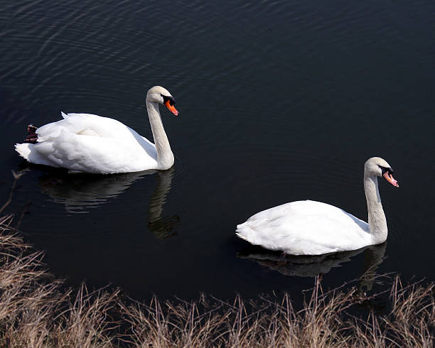 Cтоковое фото Двойной Swans