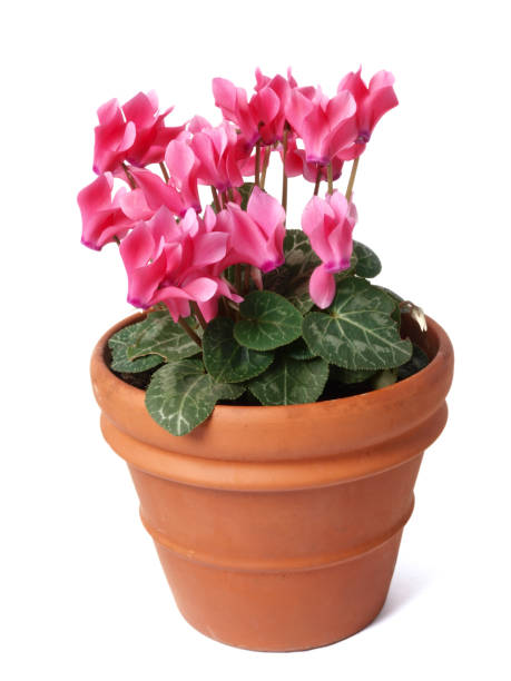 istock Pink cyclamen in terracotta pot isolated on white 172672553