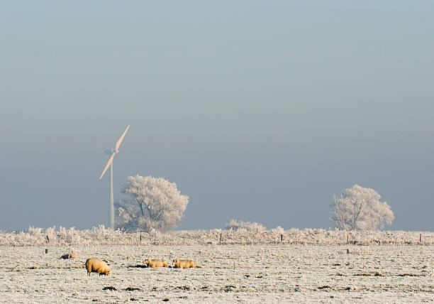 ovelhas no inverno dos polders com turbina eólica - polder windmill space landscape imagens e fotografias de stock