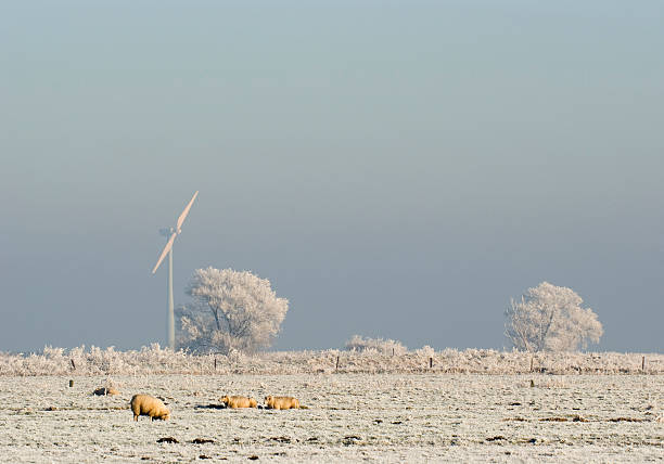 овец в зимнем polder с ветряная электростанция - polder windmill space landscape стоковые фото и изображения