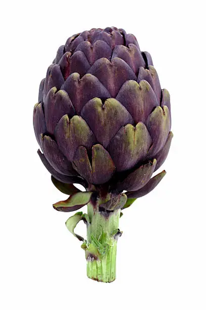 "A purple artichoke (this is its natural color, not dyed). Isolated on white."