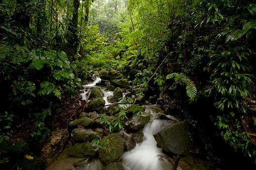 Stream in the middle of a rainforest in Dominica, West Indies. 