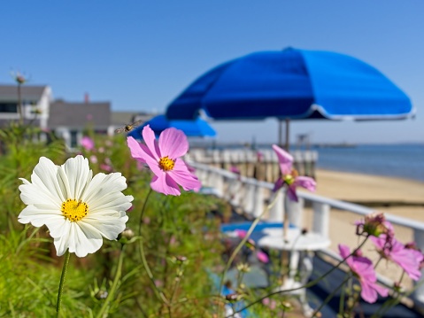 Idyllic scene at Provincetown shoreline, blue sun umbrella and purple blossoms. Along the shore west of Provincetown harbor, Massachusetts.