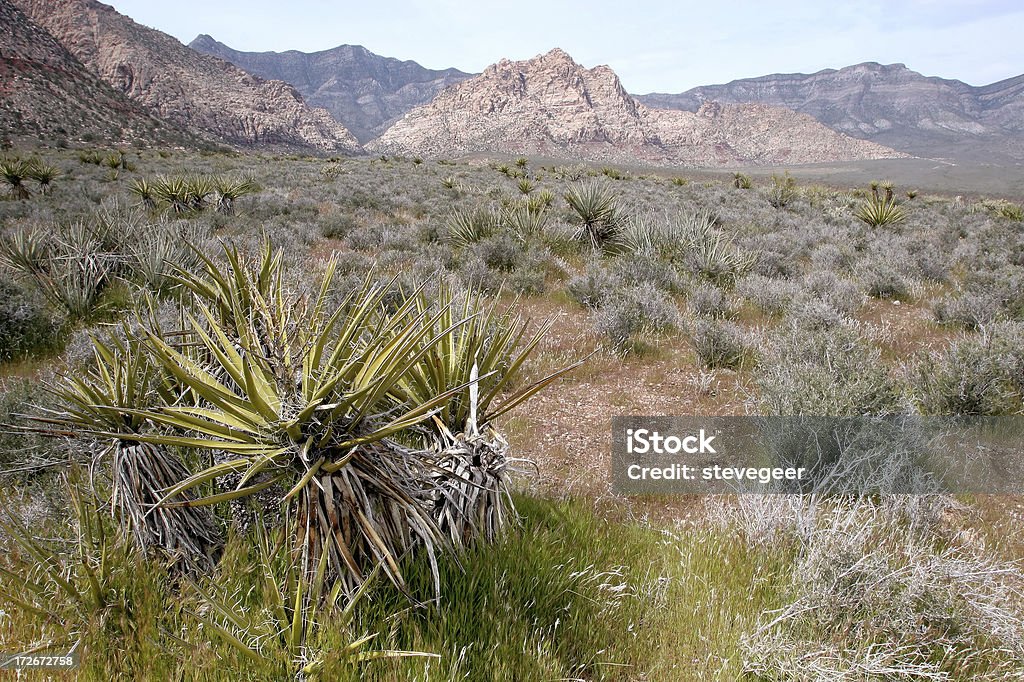 Sudoeste deserto - Royalty-free Ao Ar Livre Foto de stock