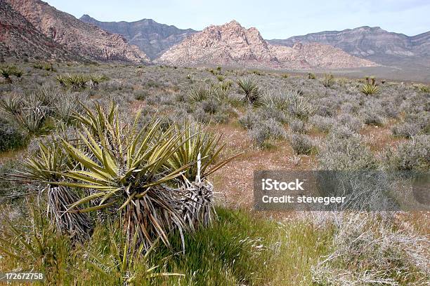 Sudoeste Deserto - Fotografias de stock e mais imagens de Ao Ar Livre - Ao Ar Livre, Banana Yucca, Cena Não Urbana