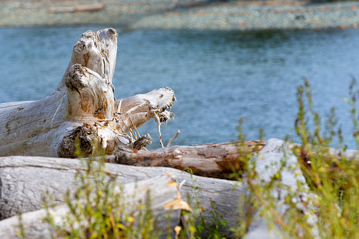 A large tree trunk washed onshore at South Padre Island, Texas.