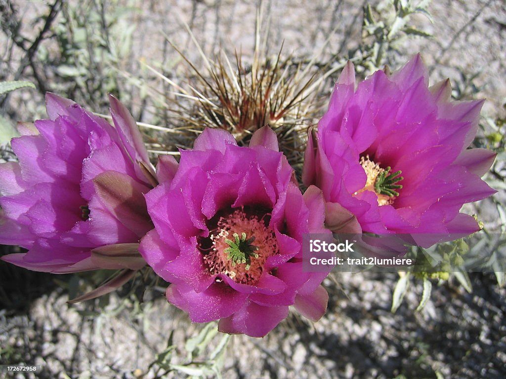 Éclosion d'une fleur de cactus - Photo de Printemps libre de droits
