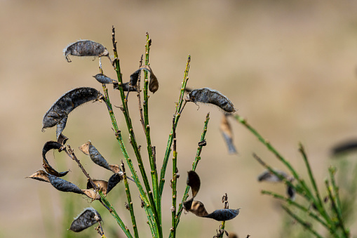 A close up image of brown dried scotch broom seed pods still on the shrub.