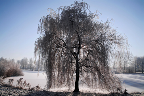 Snow covered weeping willow in front of a frozen pond