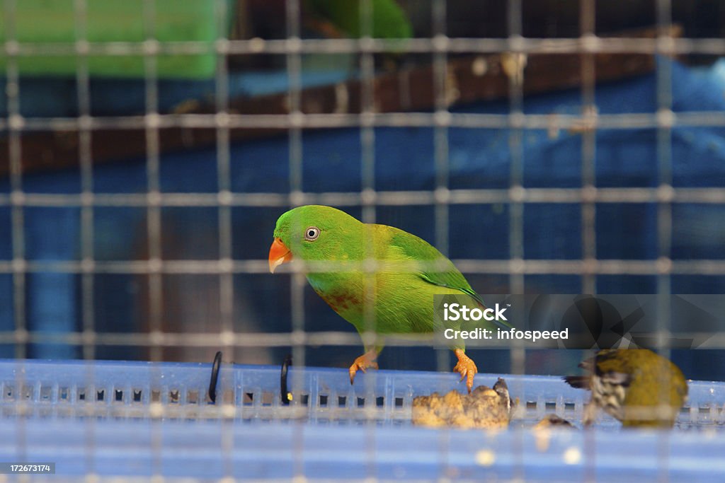 / loro aves en una jaula de cárcel - Foto de stock de Acorralado libre de derechos