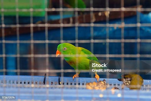 Foto de Ave Parrot Em Uma Gaiola De Prisão e mais fotos de stock de Alimentar - Alimentar, Animal, Animal de estimação