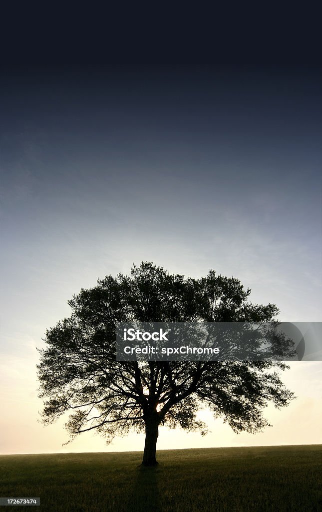 Lone Tree-Early amanhecer - Foto de stock de Carvalho - Árvore de folha caduca royalty-free