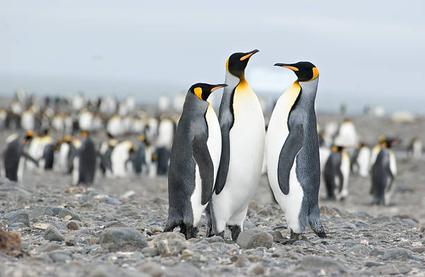 istock Three penguins in a meeting with many penguins in the back 172673639
