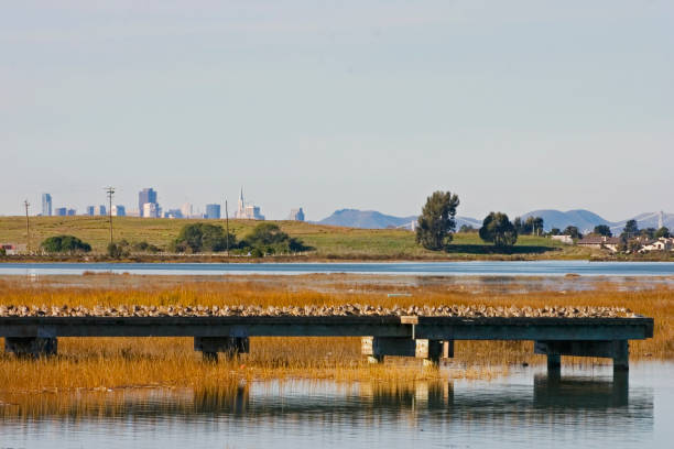 san francisco panoramę z widokiem na zatokę-wiele ptactwo brzegowe, - sandpiper willet godwit marbled godwit zdjęcia i obrazy z banku zdjęć