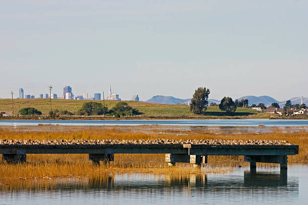 горизонт сан-франциско от на залив — несколько shorebirds - sandpiper willet godwit marbled godwit стоковые фото и изображения