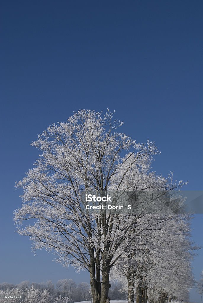 Frosted Trees Frost covered trees over a clear blue sky. Backgrounds Stock Photo