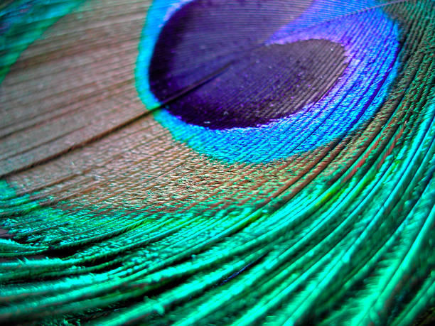 Detail of Peacock Feather stock photo