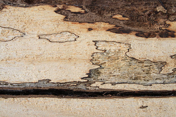 Bardzo stare Drewno tekstura płótna – zdjęcie